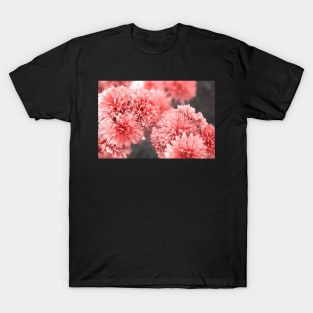 Charming rose color Chrysantemums blossom photography T-Shirt